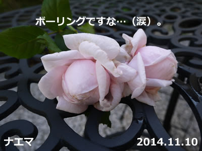 ナエマの蕾がボーリングに 涙 バラ 薔薇 は無農薬で育つのか 初心者のばら栽培ブログ