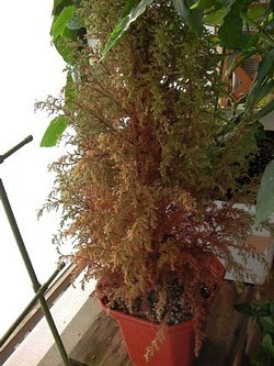 ゴールドクレスト ご臨終 ベランダ菜園 家庭菜園 愛車の日産ラフェスタ