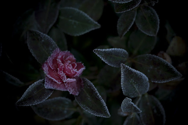 camellia