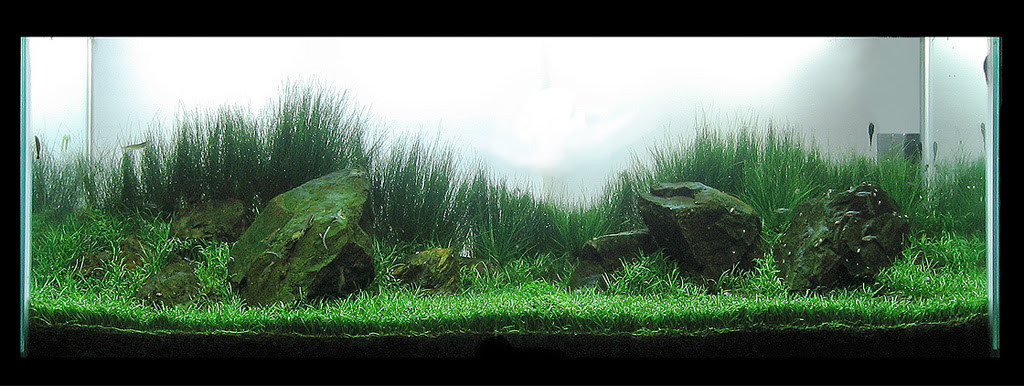 My 55 Gallon Iwagumi 56k  The Planted Tank Forum