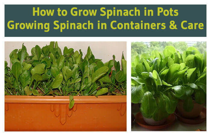 How to Grow Spinach in Pots | Growing Spinach in ...