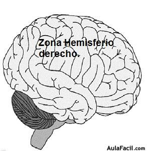 cerebro inteligencia naturalista