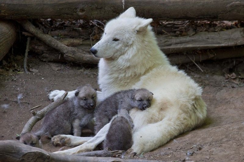 Wolf Zooborns