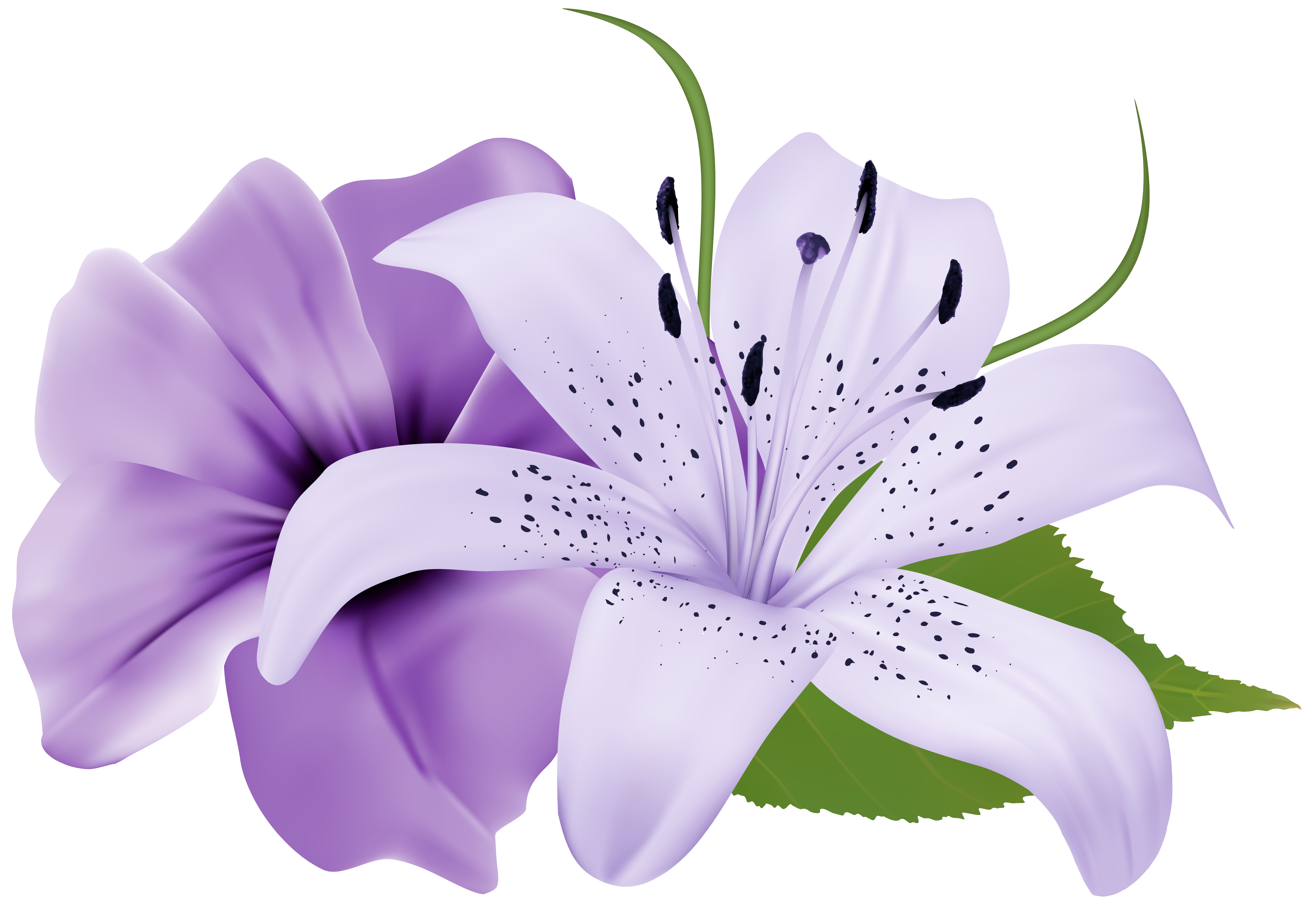 Free Free 69 Transparent Background Purple Flower Svg SVG PNG EPS DXF File