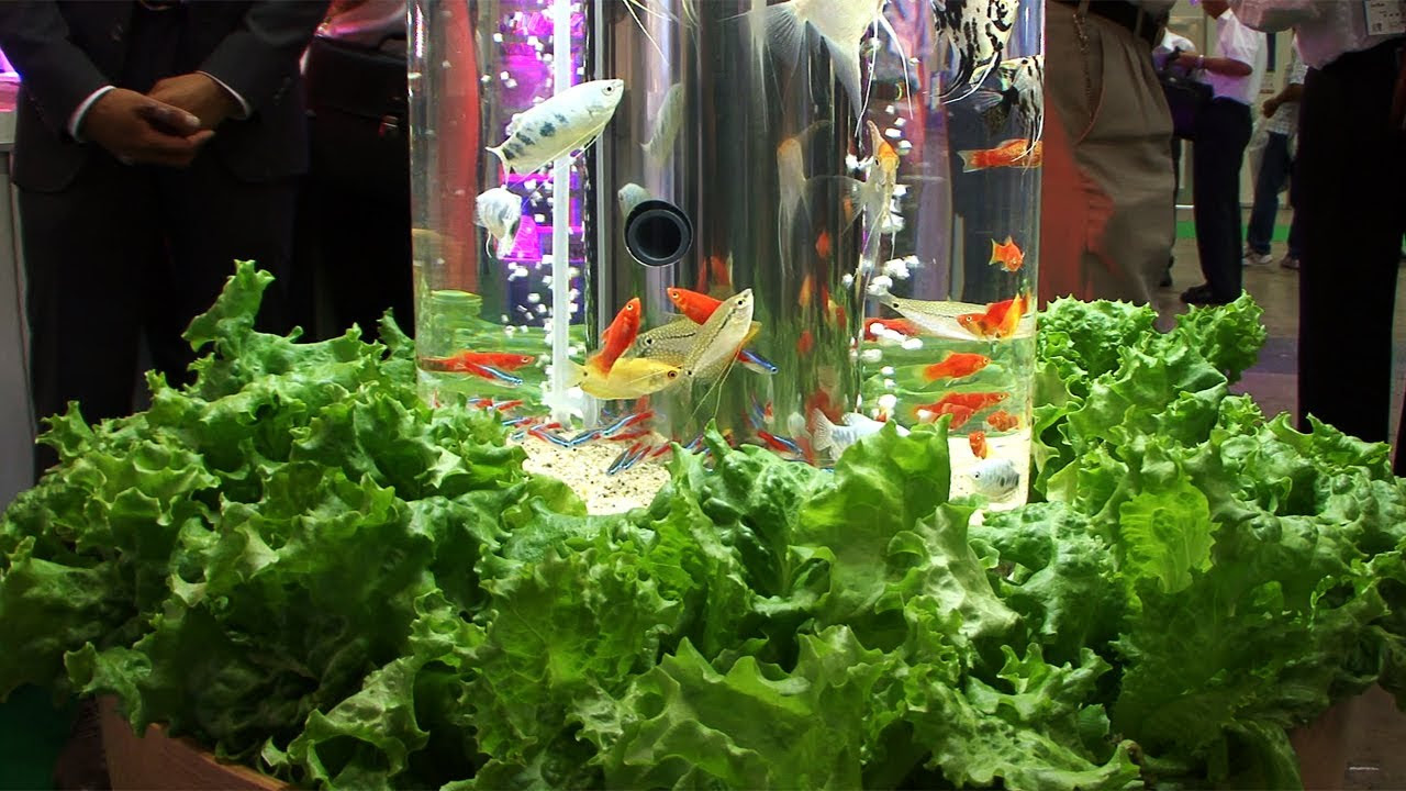 Aquaponics with fish tank design Our main hustles collapsed, but we bounced back through agribusiness
