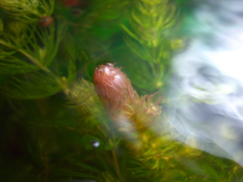 ピンクのマツモ 金魚と温泉とワイン