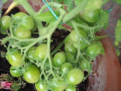 Ildi tomato