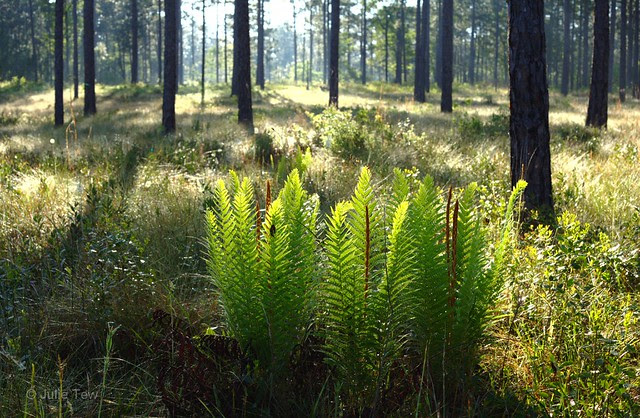 Forest Ferns