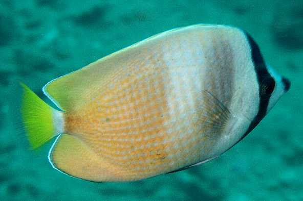 素人が作ったお魚図鑑 スズキ目スズキ亜目チョウチョウウオ科ミゾレチョウチョウウオ