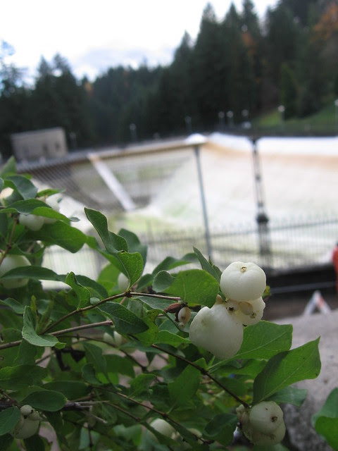 reservoir3_berries