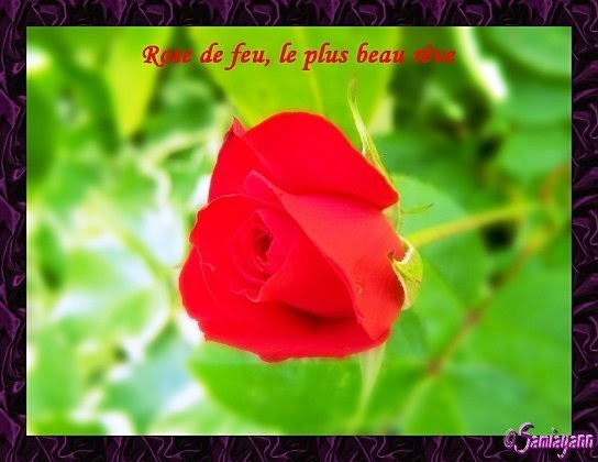 Carte Fleurie La Rose Rouge Avec Un Petit Message Passion Des Fleurs