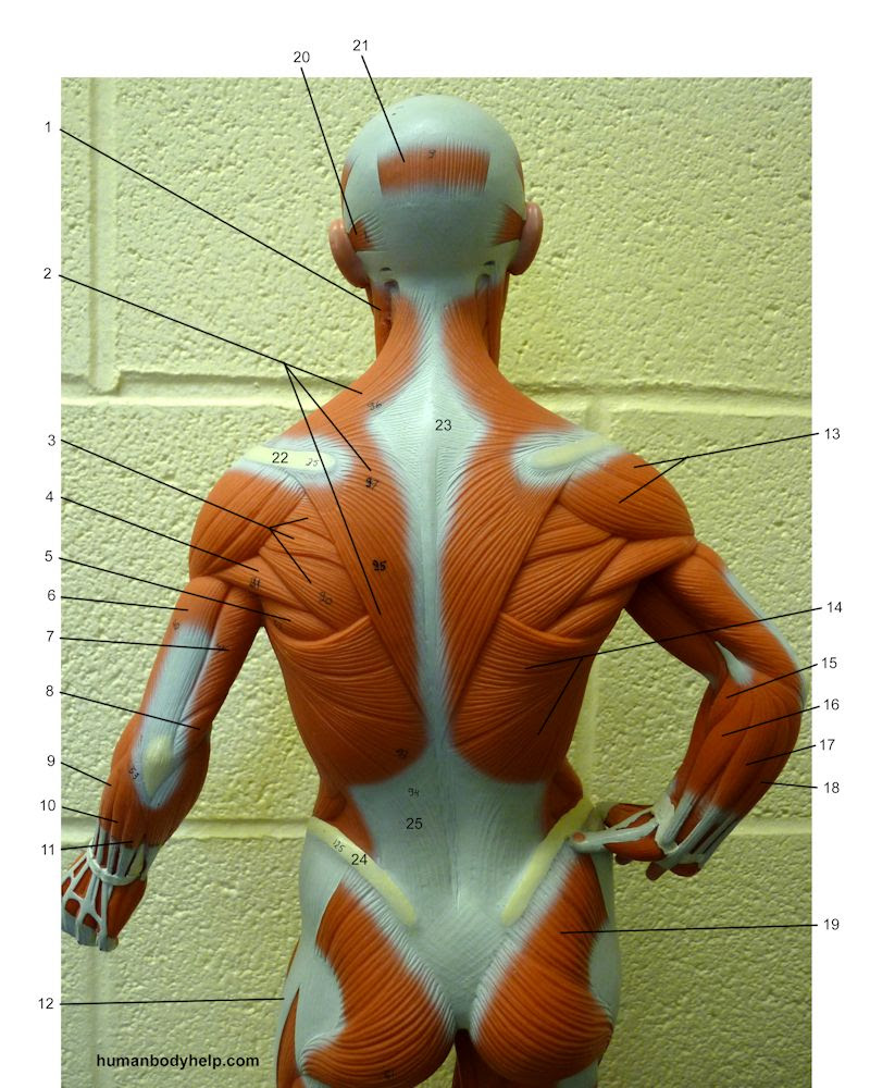 Small Muscle Model (posterior, upper) - Human Body Help
