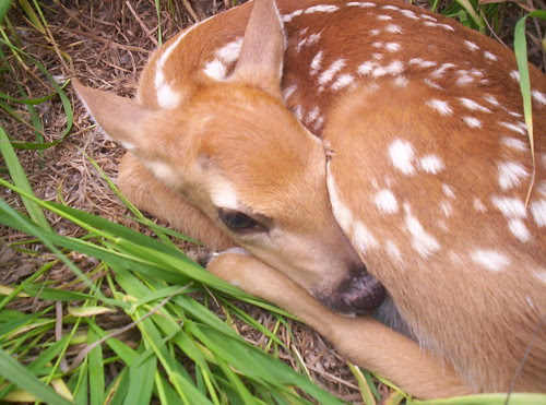 Faline
