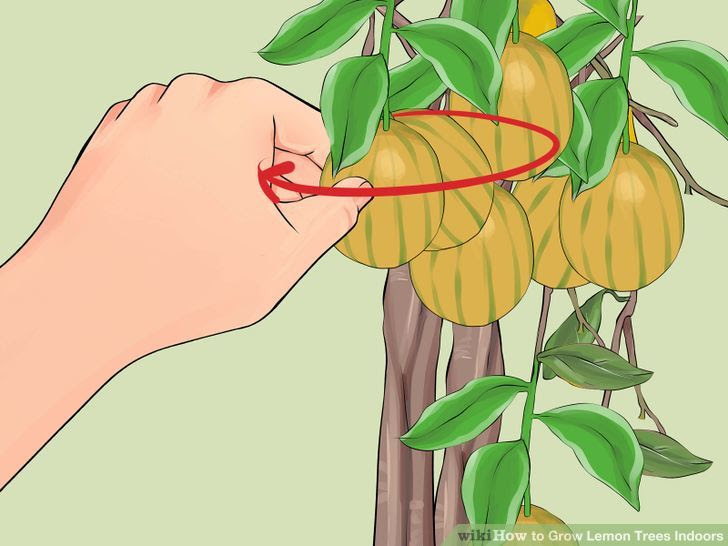 Grow Lemon Trees Indoors Step 25 Version 2.jpg