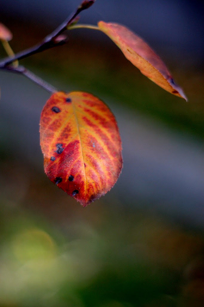 some november leaves
