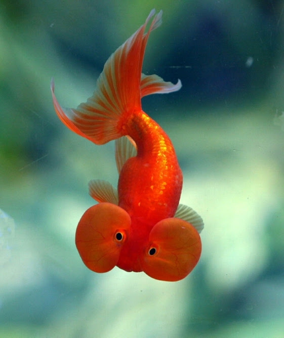 Perawatan Ikan Mas Koki Mata Balon Bubble Eye ngasih com Perawatan Ikan Mas Koki Mata Balon Bubble Eye ngasih com