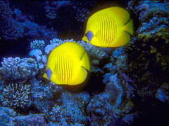 peces amarillos