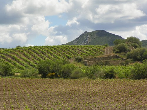 A Corbieres Vineyard