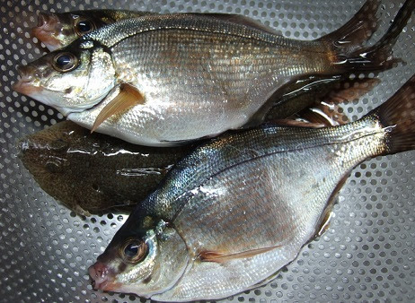 珍味 美味 ウミタナゴの稚魚 ぴんちょす