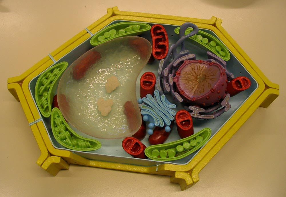 ecofauna - 3D insect models