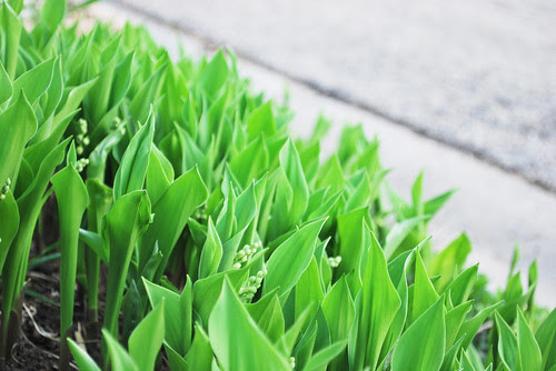 lily of the valley