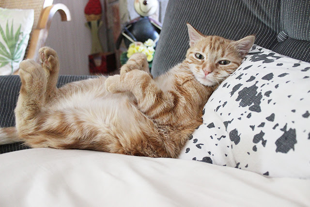 なぜ猫はこんなにもかわいい その理由10選とイチオシ猫動画
