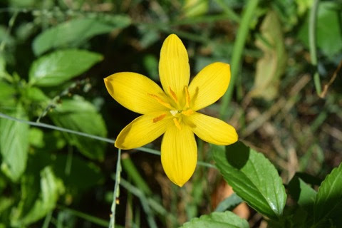 信州ガンダムクラブ 花の名がつくガンダム