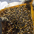 Beekeeping Day