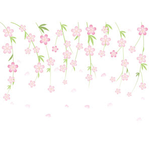 しだれ桜 Gahag 著作権フリー写真 イラスト素材集