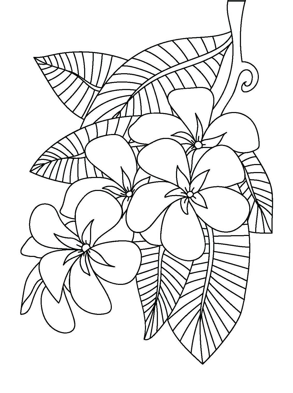 Download Peony Coloring Page at GetColorings.com | Free printable ...