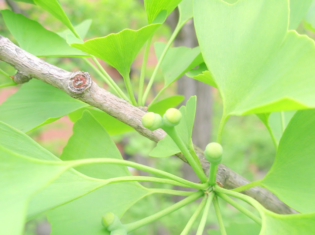 イチョウ花実葉散歩