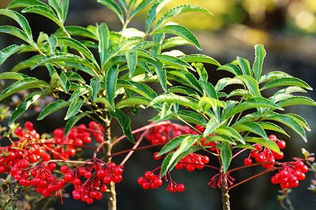 12月12日の花言葉 マンリョウ 薬剤師stephenのよろずブログ 楽天ブログ