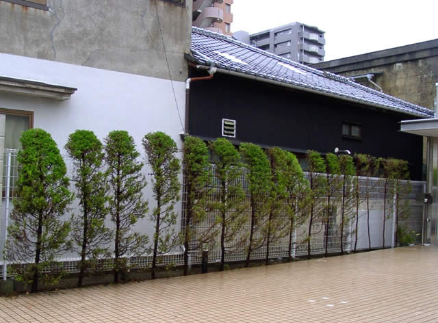 Hp更新 コニファー 大変 植吉現場日記