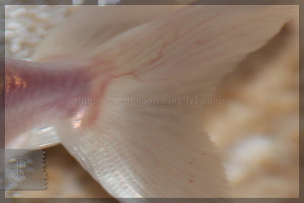 薔薇の森 金魚 赤斑病 ヒレが血走ってるよ D