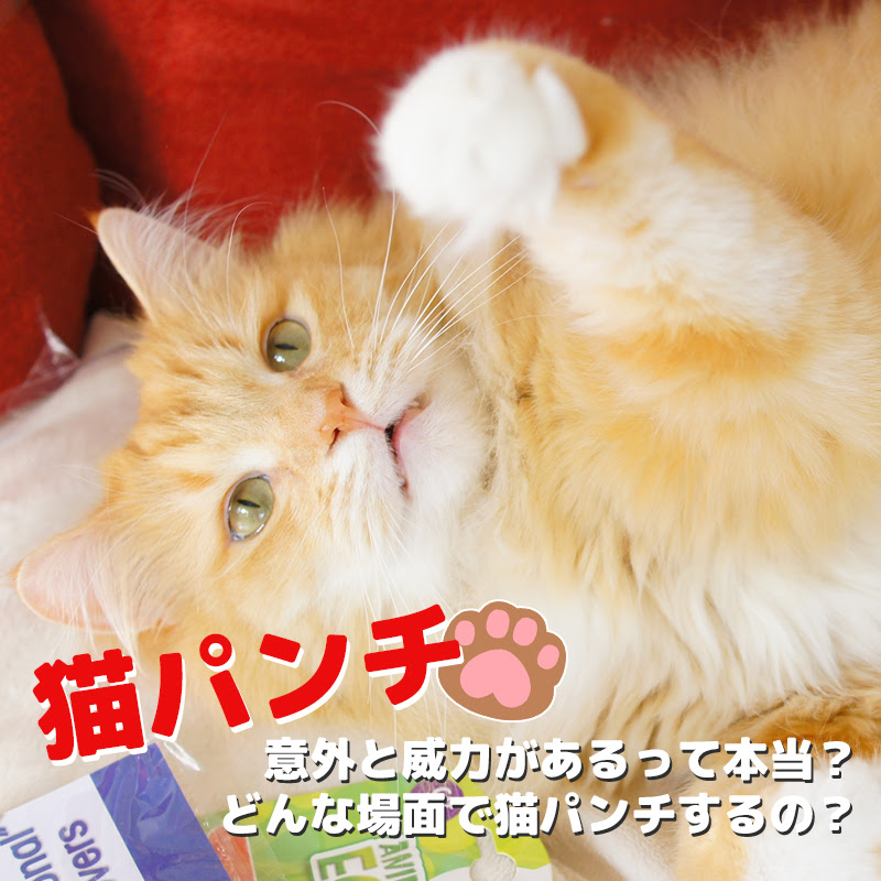 意外と威力がある猫パンチ 何のためにするの 鋭いパンチへの対策は