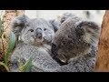 Baby Koala