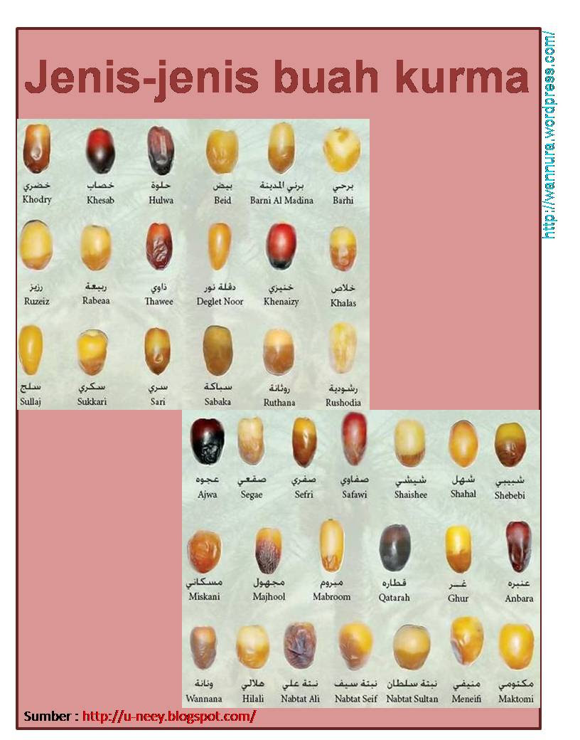 Kurma8.jpg