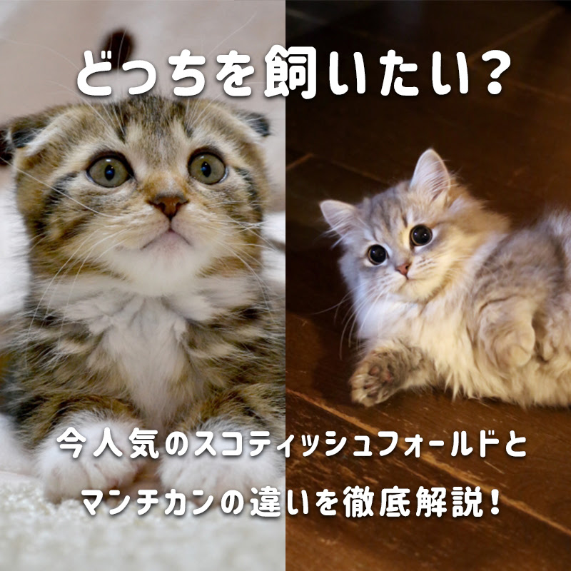 どっちを飼いたい 今人気のスコティッシュフォールドとマンチカンの違いを徹底解説