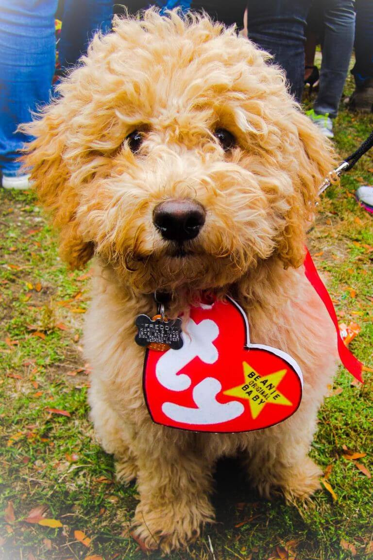 Halloween Costume Ideas For Dogs Festival Around the World Halloween Costume Ideas For Dogs Festival Around the World