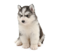 北海道のシベリアン ハスキー販売子犬一覧 ブリーダー子犬直販 ペットの窓口アニー