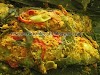 Resep Masakan Berbahan Ikan Kembung