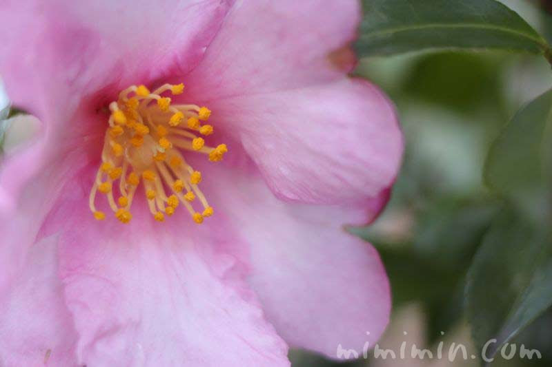 紫がかったピンク色のサザンカ みみみんブログ