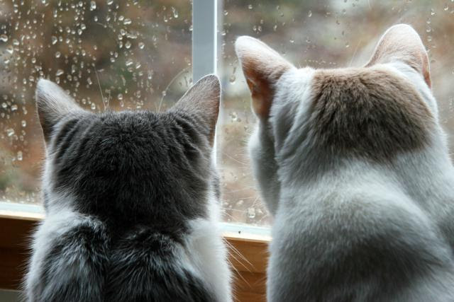 155748701CatsRainyWindow3600x2400