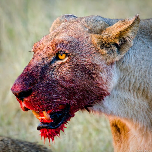 nadiaaboulhosn:

theramen:

wellhellotello:

fckingmajeliblood:

so-much-hilarity:

I keep having to remind myself that it’s the lionesses that do the hunting and killing and get their faces soaked in blood I mean is there a more badass animal



the king of the jungle
in the second it’s like ‘maybe if I look away she’ll stop yelling at me’

I TOLD YO BITCH ASS TO PICK UP THE CUBS

this is me
