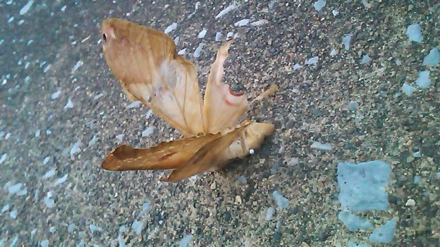 そして何かカッコイイ死に方 写真共有サイト フォト蔵