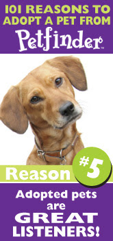 Adopt a Dog
