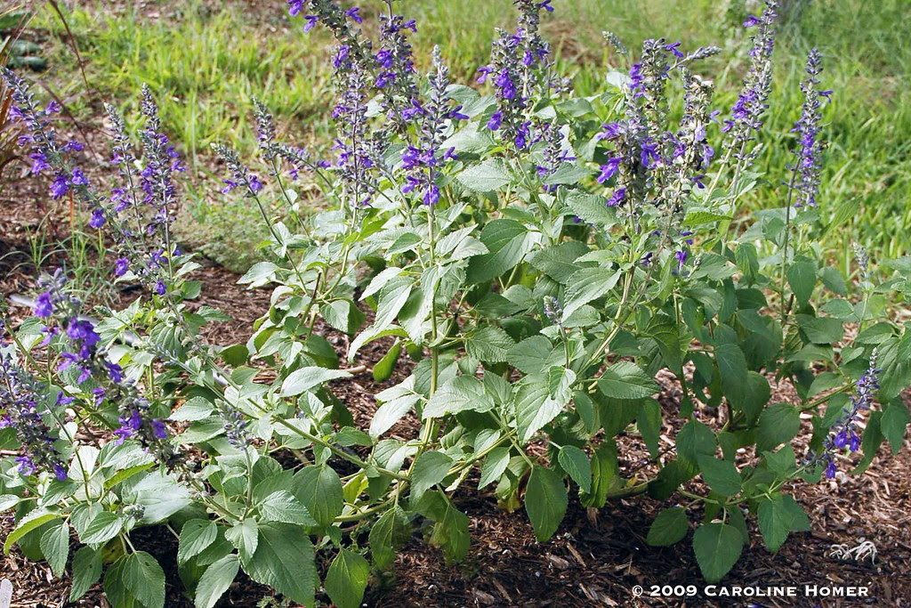 Indigo Spires salvia