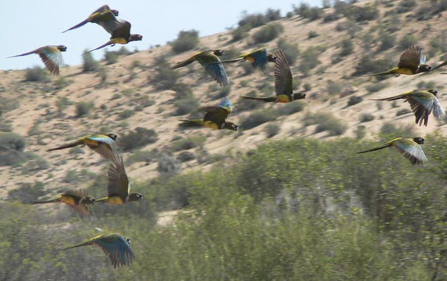 Chile, stamps, birds, animals