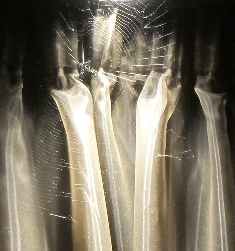 IMG_4755 by Anna Amnell