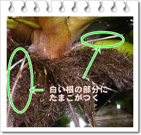 めだかのお池